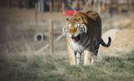 Wild Animal Sanctuary In Colorado Home To Almost 40 Tigers From Wildly Popular Documentary Of Joe Exotic - Source: Getty